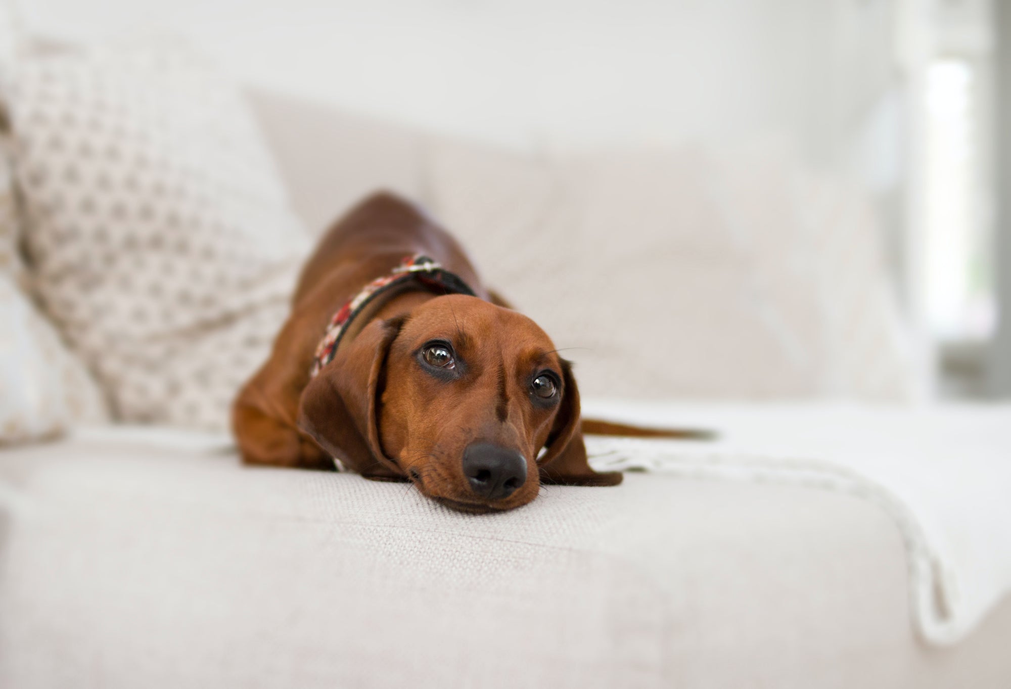 Reduce Your Dog's Anxiety