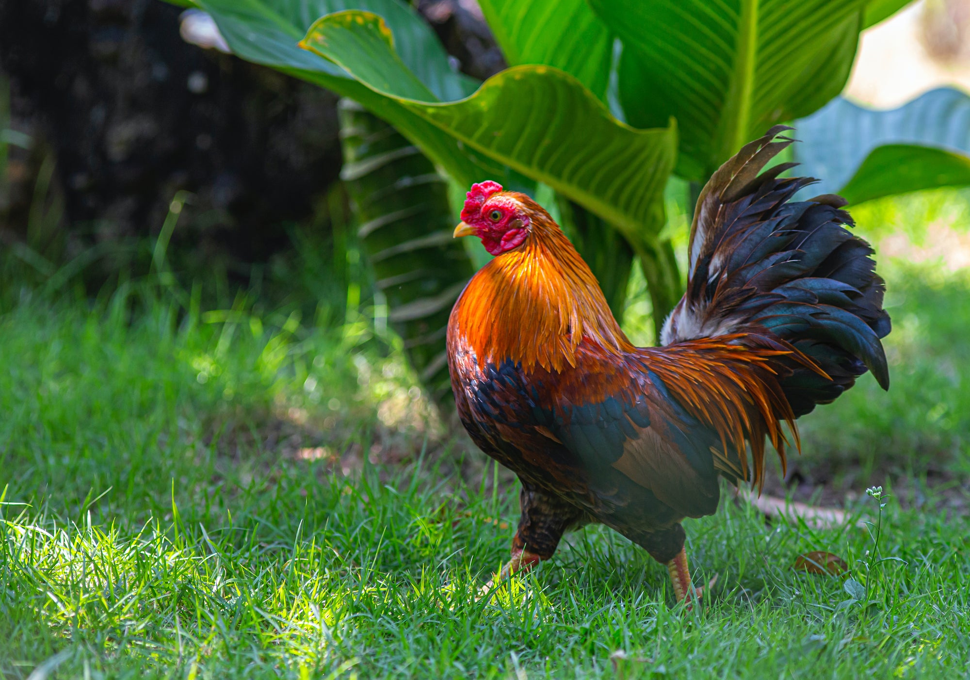 Chicken Keeping 101: What Supplements and Treatments do Chickens Need?