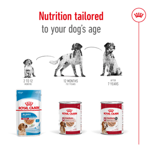 Royal Canin Medium Ageing wet dog food – lifestyle photo