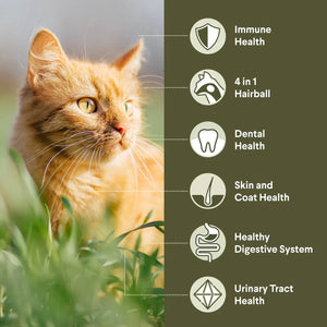Advance Dry Cat Adult Hairball Chicken