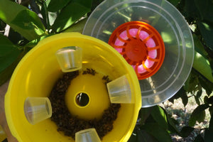 Bug 4 Bugs Fruit Fly Trap (Q Wick)