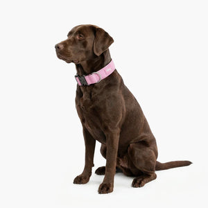 Dog Friendly Co Tactical Dog Collar
