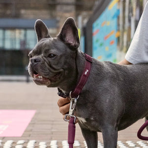 Dog Friendly Co Tactical Dog Collar