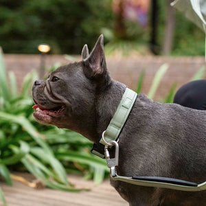 Dog Friendly Co Tactical Dog Collar