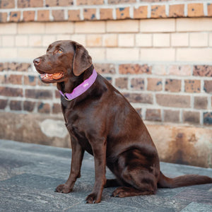 Dog Friendly Co Tactical Dog Collar