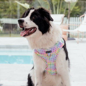 Adjustable Dog Harness Rainbow Gingham