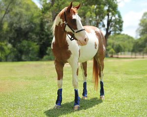 Horsemaster Fly Boots - 4