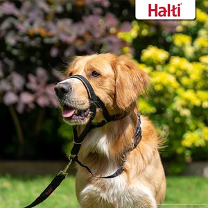 Halti Dog Head Collar
