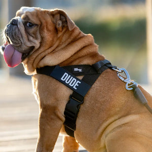 Dog Friendly Co Dog Harness