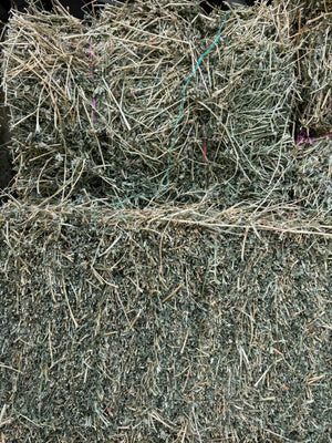 Lucerne Prime