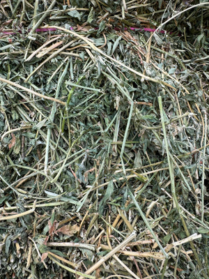 Lucerne Prime