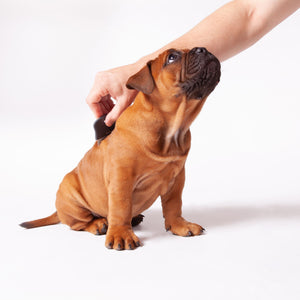 Kazoo Flea Comb - Mini