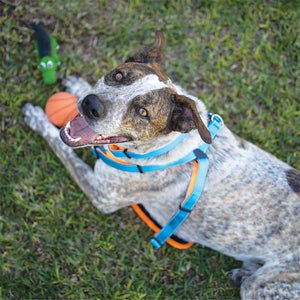 Kazoo Sports Ball Dog Toy