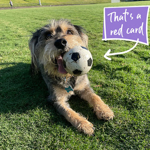 Kazoo Sports Ball Dog Toy