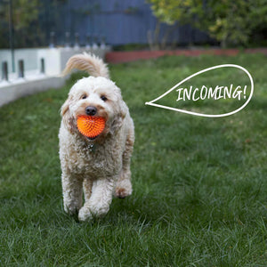 Kazoo Squeaky Space Ball Dog Toy