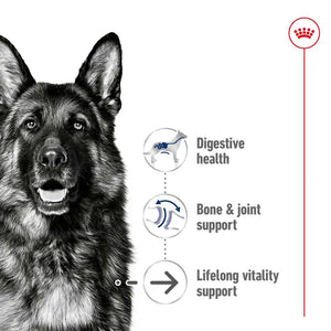 Royal Canin Maxi Ageing Wet Dog Food