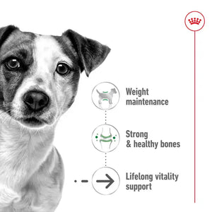 Royal Canin Mini Ageing Wet Dog Food
