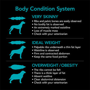 Supercoat Adult Sensitive Fish Dry Dog Food