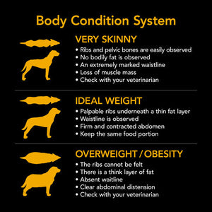 Supercoat Adult Active Dry Dog Food