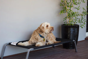 Pet Pillow Flea Free Assembled Dog Bed 700x1000mm