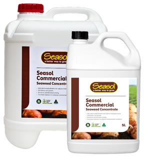 Seasol Commercial Seaweed Concentrate
