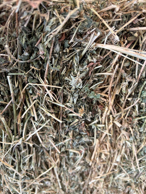 Lucerne Shedded
