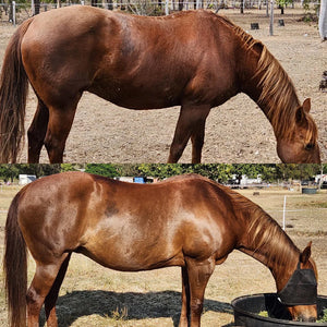 Stable-Ised Equine PractiBalance