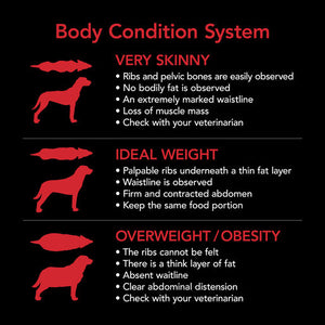 Supercoat Adult Chicken Dry Dog Food