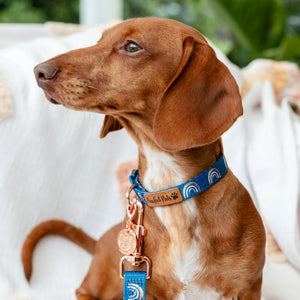 Soft Dog Collar Wild at Heart