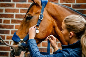 Horseware Signature Grooming Halter