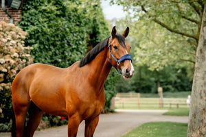 Horseware Signature Grooming Halter
