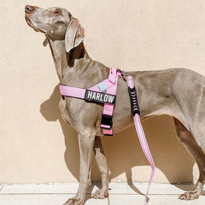 Dog Friendly Co Dog Harness