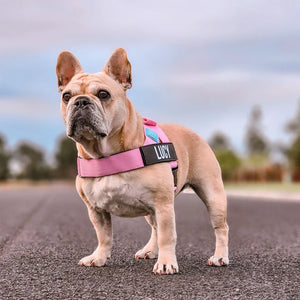 Dog Friendly Co Dog Harness