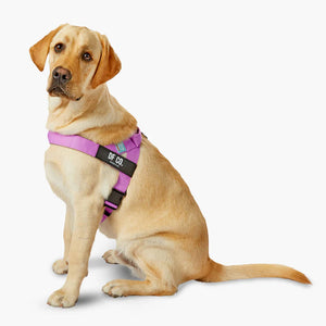 Dog Friendly Co Dog Harness