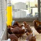 Bainbridge Chook Tower Feeder