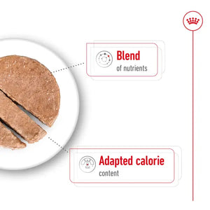 Royal Canin Mini Ageing Wet Dog Food