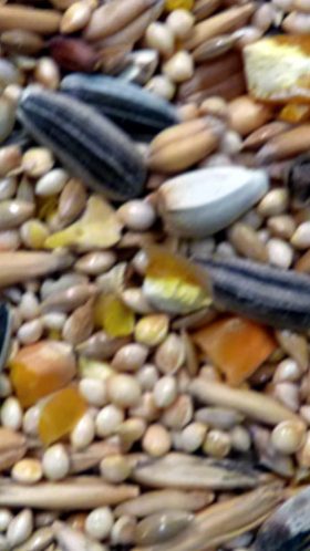 Avigrain Small Parrot Mix