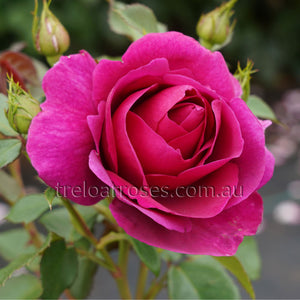 Bagged Bare Root Roses