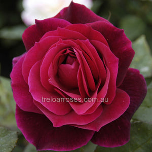 Bagged Bare Root Roses