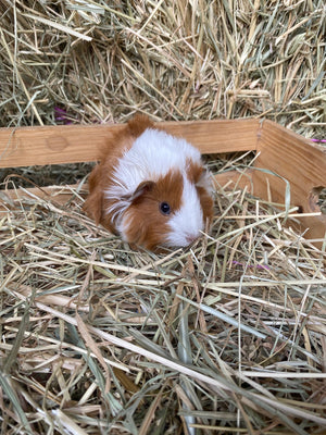 Guinea Pig Female