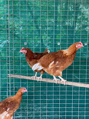 Point of Lay Hybrid Chickens Red/Brown