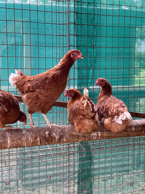 Point of Lay Hybrid Chickens Red/Brown