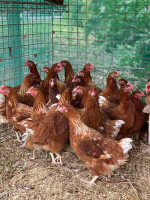 Point of Lay Hybrid Chickens Red/Brown