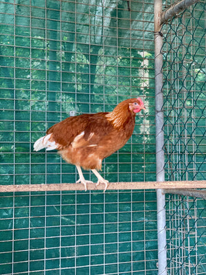 Point of Lay Hybrid Chickens Red/Brown