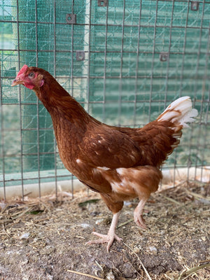 Point of Lay Hybrid Chickens Red/Brown