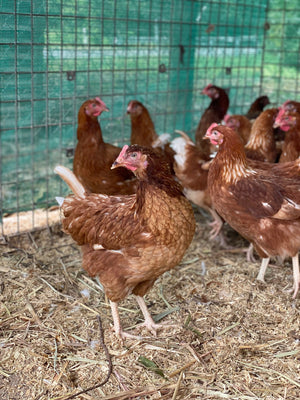 Point of Lay Hybrid Chickens Red/Brown