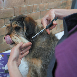 Kazoo Grooming Scissors