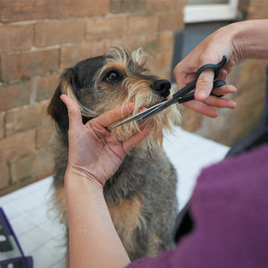 Kazoo Grooming Scissors