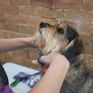 Kazoo Grooming Scissors