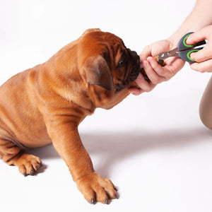 Kazoo Puppy Nail Clipper